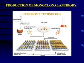 Monoclonal Antibody