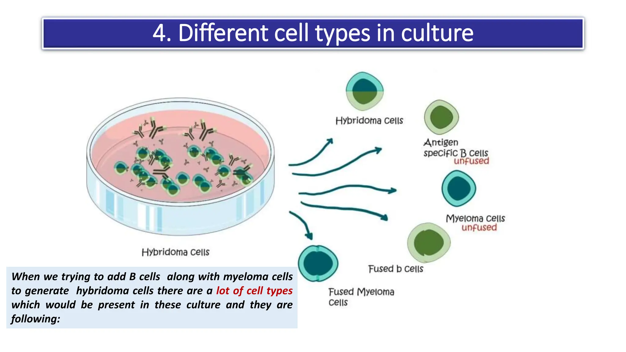 Monoclonal antibody production by hybridoma technology | PPTX