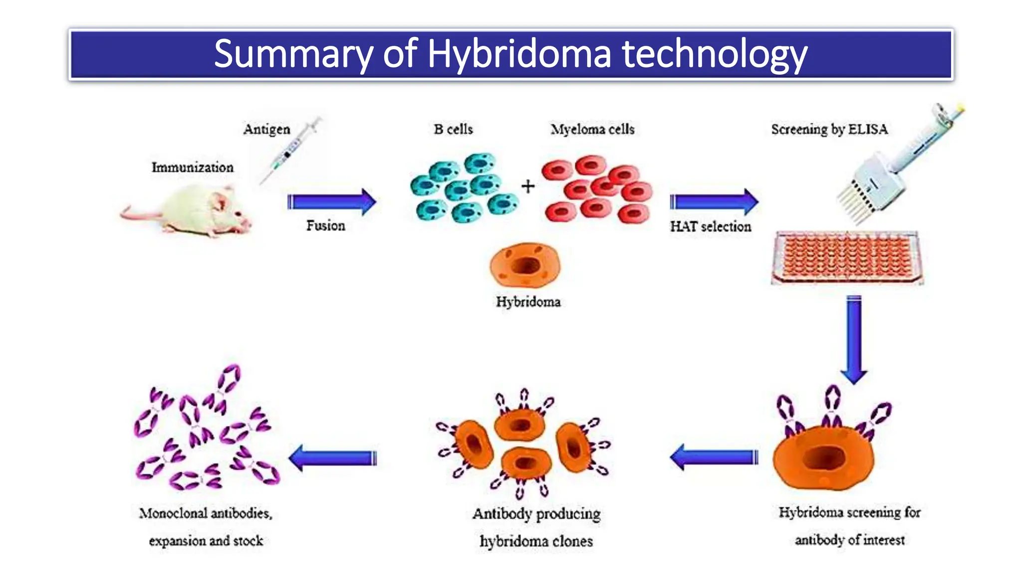 Monoclonal antibody production by hybridoma technology | PPTX