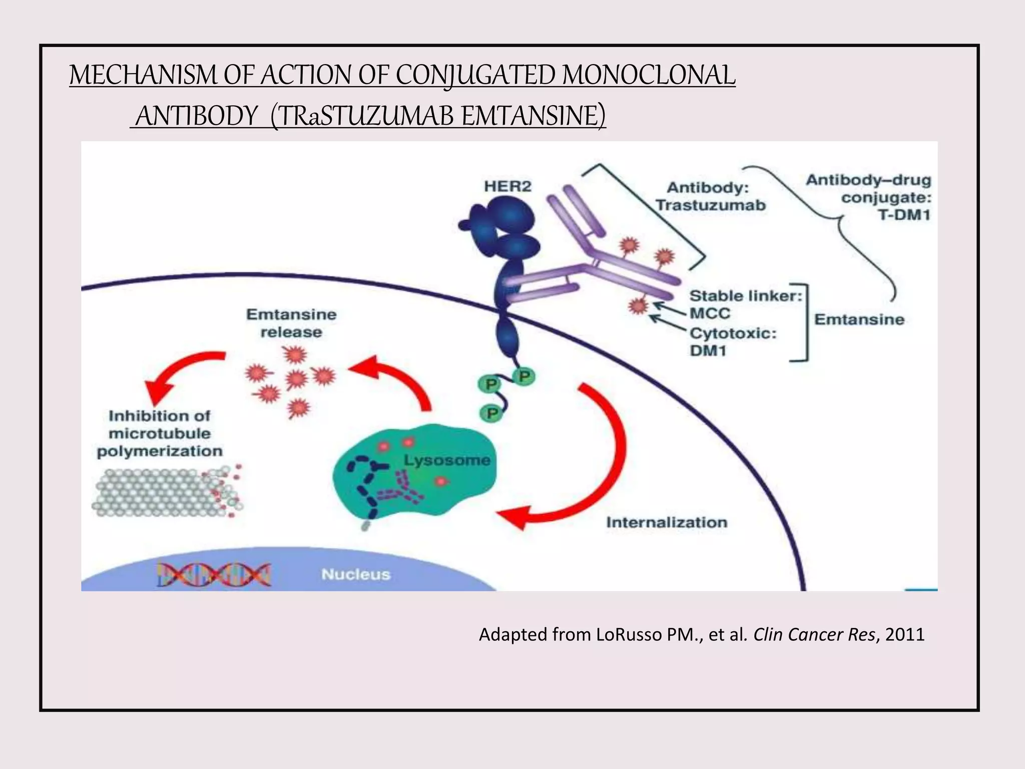 Monoclonal antibody in cancer therapy | PPTX