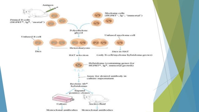 monoclonal antibody production