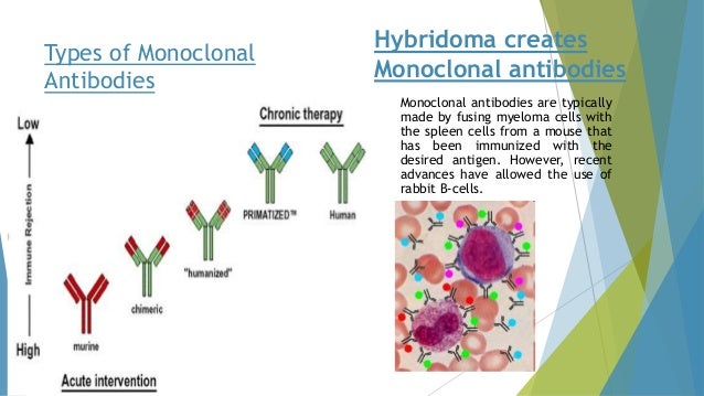 antibody production