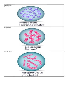 Monococcus
bacteria
Diplococcus
streptococcus
 