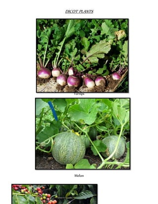DICOT PLANTS
Turnips
Melon