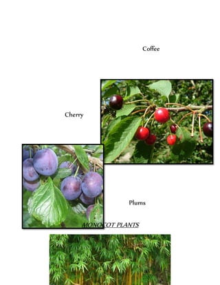 Coffee
Cherry
Plums
MONOCOT PLANTS