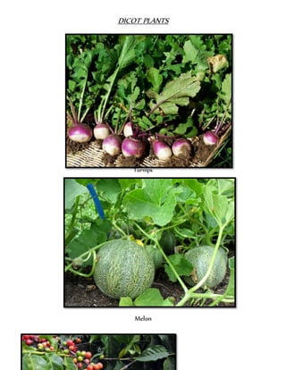 DICOT PLANTS 
Turnips 
Melon 
 