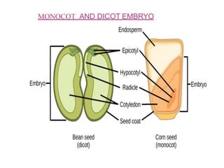 MONOCOT AND DICOT EMBRYO
 
