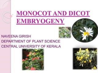 MONOCOT AND DICOT
EMBRYOGENY
NAVEENA GIRISH
DEPARTMENT OF PLANT SCIENCE
CENTRAL UNIVERSITY OF KERALA
 