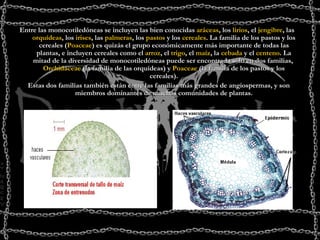 Entre las monocotiledóneas se incluyen las bien conocidas  aráceas , los  lirios , el  jengibre , las  orquídeas , los  irises , las  palmeras , los  pastos  y los  cereales . La familia de los pastos y los cereales ( Poaceae ) es quizás el grupo económicamente más importante de todas las plantas, e incluyen cereales como el  arroz , el  trigo , el  maíz , la  cebada  y el  centeno . La mitad de la diversidad de monocotiledóneas puede ser encontrada sólo en dos familias,  Orchidaceae  (la familia de las orquídeas) y  Poaceae  (la familia de los pastos y los cereales). Estas dos familias también están entre las familias más grandes de angiospermas, y son miembros dominantes de muchas comunidades de plantas. 
