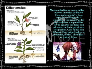 Monocotiledóneas: sus semillas poseen un único cotiledón (hoja embrionaria) u hoja especial al interior de la simiente, y los nervios de las hojas adultas son paralelos. Por lo general, las flores son trímeras, es decir que tienen tres pétalos. Casi nunca son leñosas. Este grupo incluye a palmeras, pastos, orquídeas, cereales y lirios   