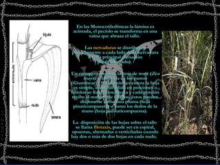 En las Monocotiledóneas la lámina es acintada, el pecíolo se transforma en una vaina que abraza el tallo.  Las  nervaduras  se distribuyen paralelamente a cada lado de la nervadura o vena principal (venación paralelinervada).  Un ejemplo común es la hoja de maíz ( Zea mays )  y las hojas de los pastos ( Gramineae ).  Si la lámina es entera la hoja es simple, si está dividida en porciones o folíolos se llama compuesta y cada porción recibe el nombre de folíolos, éstos pueden disponerse como una pluma (hoja pinaticompuesta) o como los dedos de la mano (hoja palmaticompuesta).  La  disposición de las hojas sobre el tallo  se llama  filotaxis , puede ser en espiral, opuestas, alternadas o verticiladas cuando hay dos o más de dos hojas en cada nudo.    