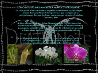 CRECIMIENTO SECUNDARIO EN MONOCOTILEDÓNEAS.  En unas pocas Monocotiledóneas se produce crecimiento secundario por medio de un cambium de tipo particular que se origina en el parénquima por fuera de los haces vasculares, por ejemplo:  Cordyline, Dracaena, Aloe. A diferencia del cambium de las Gimnospermas y Dicotiledóneas, las células derivadas de este cambium se diferencian en haces vasculares y parénquima asociado hacia la parte interna. Su ordenamiento es radial, a diferencia de los haces primarios que poseen una disposición irregular. Estas diferencias reflejan una divergencia precoz en la historia evolutiva de las angiospermas. Las monocotiledóneas, que son las más avanzadas, evolucionaron a partir de una dicotiledónea primitiva.  