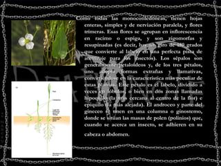 Como todas las monocotiledóneas, tienen hojas enteras, simples y de nerviación paralela, y flores trímeras. Esas flores se agrupan en inflorescencia en racimo o espiga, y son zigomorfas y resupinadas (es decir, hay un giro de 180 grados que convierte al labelo en una perfecta pista de aterrizaje para los insectos). Los sépalos son generalmente petaloideos y, de los tres pétalos, uno adopta formas extrañas y llamativas, convirtiéndose en la característica más peculiar de estas plantas. Este pétalo es el labelo, dividido a veces en lóbulos, o bien en dos zonas llamadas hipoquilo (la más cercana al centro de la flor) e epiquilo (la más alejada). El androceo y parte del gineceo se unen en una columna o ginostemo, donde se sitúan las masas de polen (polinios) que, cuando se acerca un insecto, se adhieren en su cabeza o abdomen.   