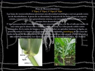 Hoja de Monocotiledóneas 1º  Tipo |  2º  Tipo |  3º  Tipo | 4 º  Tipo    Las hojas de monocotiledóneas presentan una diversidad morfológica casi tan grande como las de dicotiledóneas. A pesar de su diversidad, la mayoría de las hojas tienen un aspecto común, característico. Son generalmente enteras, con venación paralela, y la vaina está siempre bien desarrollada.  1º tipo: presenta limbo entero, alargado, con venación paralela, y se fija al tallo por medio de una vaina que lo abraza más o menos completamente. La vaina puede cubrir varios entrenudos. En la unión de lámina y vaina puede haber un apéndice laminar, la lígula, en posición vertical. La lámina presenta dos caras bien definidas,  homólogas  de las caras del limbo de hojas de dicotiledóneas. El haz mediano puede ser más grande y estar asociado a una costilla prominente. Las venas laterales pueden o no formar costillas. Ej:  Tulipan 