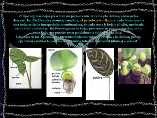 2º tipo: algunas hojas presentan un pecíolo entre la vaina y la lámina, como en las  Araceae .  En  Eichhornia   crassipes,  camalote,  el  pecíolo está inflado , y cada hoja presenta una única estípula intrapeciolar, membranácea, situada entre la hoja y el tallo, terminada en un lóbulo estipular.  En  Potamogeton  las hojas presentan un par de estípulas, una a cada lado, que pueden estar parcialmente soldadas a la hoja.   Las hojas de las  Marantaceae  presentan pulvinos entre el  pecíolo y la lámina, que les permiten cambiar la posición de la lámina foliar de horizontal (diurna) a vertical (nocturna).                                                                                                                                                                                                                                                                                                                                                                                                                                                                                   
