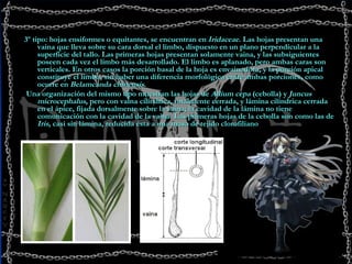 3º tipo: hojas ensiformes o equitantes, se encuentran en  Iridaceae . Las hojas presentan una vaina que lleva sobre su cara dorsal el limbo, dispuesto en un plano perpendicular a la superficie del tallo. Las primeras hojas presentan solamente vaina, y las subsiguientes poseen cada vez el limbo más desarrollado. El limbo es aplanado, pero ambas caras son verticales. En otros casos la porción basal de la hoja es envainadora, y la porción apical constituye el limbo, sin haber una diferencia morfológica entre ambas porciones, como ocurre en  Belamcanda chinensis .     Una organización del mismo tipo muestran las hojas de  Allium   cepa  (cebolla) y  Juncus microcephalus , pero con vaina cilíndrica, totalmente cerrada, y lámina cilíndrica cerrada en el ápice, fijada dorsalmente sobre la vaina; la cavidad de la lámina no tiene comunicación con la cavidad de la vaina. Las primeras hojas de la cebolla son como las de  Iris , casi sin lámina, reducida ésta a una masa de tejido clorofiliano 