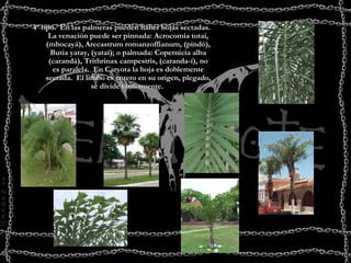 4º tipo.  En las palmeras pueden haber hojas sectadas. La venación puede ser pinnada: Acrocomia totai, (mbocayá), Arecastrum romanzoffianum, (pindó), Butia yatay, (yataí); o palmada: Copernicia alba (carandá), Trithrinax campestris, (caranda-í), no es paralela.  En Caryota la hoja es doblemente sectada.  El limbo es entero en su origen, plegado, se divide tardíamente.                                                                                                                                                                                                