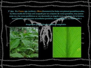 5º tipo.  En  Canna   spp.  (achira) y  Musa  (bananero) las hojas son pinnati-paralelinervadas.  La línea media de la hoja está ocupada por un conjunto de venas paralelas, muy juntas entre sí, y las venas periféricas se van desviando en ángulo recto, a lo largo de la lámina, recorriéndola como  venas secundarias paralelas, independientes. La hoja tiende a desgarrarse por la falta de refuerzos marginales                                                                       