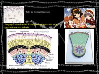 Tallo de monocotiledónea Esquema de tallo con Estructura primaria del tallo crecimiento secundario 