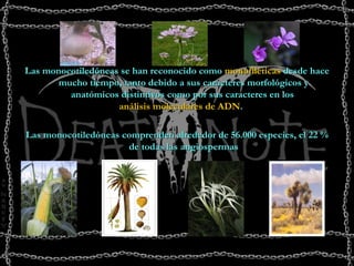 Las monocotiledóneas se han reconocido como  monofiléticas  desde hace mucho tiempo, tanto debido a sus caracteres morfológicos y anatómicos distintivos como por sus caracteres en los  análisis moleculares de ADN .   Las monocotiledóneas comprenden alrededor de 56.000 especies, el 22 % de todas las angiospermas 