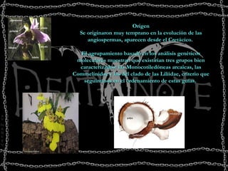 Origen Se originaron muy temprano en la evolución de las angiospermas, aparecen desde el Cretácico.  El agrupamiento basado en los análisis genéticos moleculares muestran que existirían tres grupos bien caracterizados: las Monocotiledóneas arcaicas, las Commelinidae y las del clado de las Liliidae, criterio que seguiremos en el ordenamiento de estas guías.   