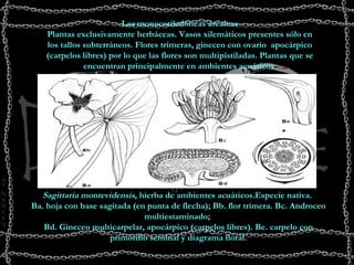 Las monocotiledóneas arcaicas Plantas exclusivamente herbáceas. Vasos xilemáticos presentes sólo en los tallos subterráneos. Flores trímeras, gineceo con ovario  apocárpico (carpelos libres) por lo que las flores son multipistiladas. Plantas que se encuentran principalmente en ambientes acuáticos  Sagittaria montevidensis , hierba de ambientes acuáticos.Especie nativa.  Ba. hoja con base sagitada (en punta de flecha); Bb. flor trímera. Bc. Androceo multiestaminado;  Bd. Gineceo multicarpelar, apocárpico (carpelos libres). Be. carpelo con primordio seminal y diagrama floral.   