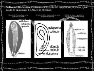 En  Monocotiledóneas  presenta un solo cotiledón: su posición es lateral, igual que la de la plúmula. En  Allium  es cilíndrico.                                                                                                                                           Embrión de  Typha angustifolia , en corte long. de semilla albuminada Embrión de  Allium cepa , cebolla, en corte longitudinal de semilla fEmbrión de  Pinus taeda  en corte longitudinal de semilla                 