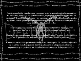 Escutelo: cotiledón transformado en órgano absorbente, adosado al endosperma. La epidermis abaxial es un epitelio secretor, segrega enzimas que solubilizan las sustancias de reserva, las absorbe y las transporta al embrión. En algunas especies de  Avena  y otros géneros el ápice del escutelo se alarga e invade el endosperma; superficialmente presenta papilas. Plúmula: presenta varios primordios foliares; en el embrión del trigo están presentes 6 de las 10 hojas que desarrolla la planta en toda su vida. Coleóptilo: es una vaina cerrada que encierra la plúmula. Presenta, en el momento de la germinación, un orificio apical por donde saldrá la plúmula.  Coleorriza: es la vaina que envuelve la radícula y la caliptra. En embriones jóvenes se continúa con el suspensor. Se interpreta como la raíz primaria abortiva o degenerada, y es perforada por la radícula en el momento de la germinación.                   