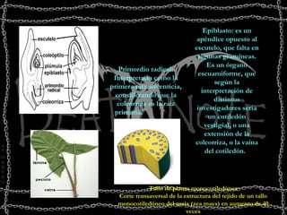      Tallo de planta monocotiledónea Corte transaversal de la estructura del tejido de un tallo monocotiledóneo del maíz (zea mays) en aumento de 40 veces Epiblasto: es un apéndice opuesto al escutelo, que falta en algunas gramíneas. Es un órgano escuamiforme, que según la interpretación de distintos investigadores sería un cotiledón vestigial, o una extensión de la coleorriza, o la vaina del cotiledón.    Primordio radical: Interpretado como la primera raíz adventicia, considerando que la coleorriza es la raíz primaria.                                                                                                   