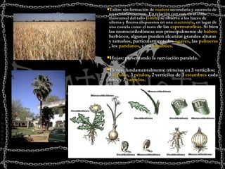 Tallos: sin formación de  madera  secundaria y ausencia de un verdadero tronco. En relación con eso, en el corte transversal del tallo ( estela ) se observa a los haces de xilema y floema dispuestos en una  atactostela , en lugar de una eustela como el resto  de las  espermatofitas . Si bien las monocotiledóneas son principalmente de  hábito  herbáceo, algunas pueden alcanzar grandes alturas y tamaños, particularmente los  ágaves , las  palmeras , los  pandanos , y los  bambúes . Hojas: presentando la nerviación paralela.  Flores: fundamentalmente trímeras en 5 verticilos: 3  sépalos , 3  pétalos , 2 verticilos de 3  estambres  cada uno, y 3  carpelos .  