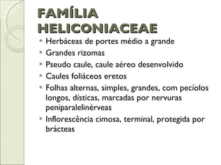 FAMÍLIA HELICONIACEAE Herbáceas de portes médio a grande Grandes rizomas Pseudo caule, caule aéreo desenvolvido Caules foliáceos eretos Folhas alternas, simples, grandes, com pecíolos longos, dísticas, marcadas por nervuras peniparalelinérveas Inflorescência cimosa, terminal, protegida por brácteas 