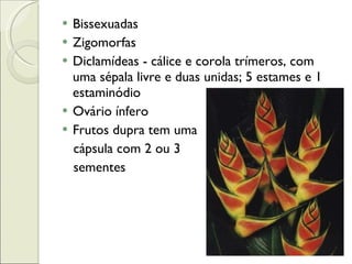 Bissexuadas Zigomorfas Diclamídeas - cálice e corola trímeros, com uma sépala livre e duas unidas; 5 estames e 1 estaminódio Ovário ínfero Frutos dupra tem uma  cápsula com 2 ou 3  sementes 
