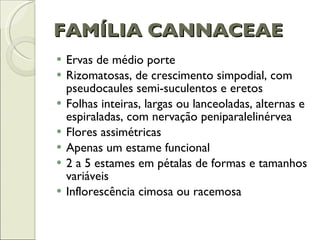 FAMÍLIA CANNACEAE Ervas de médio porte Rizomatosas, de crescimento simpodial, com pseudocaules semi-suculentos e eretos Folhas inteiras, largas ou lanceoladas, alternas e espiraladas, com nervação peniparalelinérvea Flores assimétricas Apenas um estame funcional 2 a 5 estames em pétalas de formas e tamanhos variáveis Inflorescência cimosa ou racemosa 