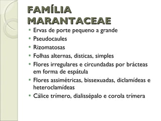 FAMÍLIA MARANTACEAE Ervas de porte pequeno a grande Pseudocaules Rizomatosas Folhas alternas, disticas, simples Flores irregulares e circundadas por brácteas em forma de espátula Flores assimétricas, bissexuadas, diclamídeas e heteroclamídeas Cálice trímero, dialissépalo e corola trímera 