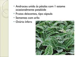 Androceu unido às pétalas com 1 estame ocasionalmente petalóide Frutos deiscentes, tipo cápsula Sementes com arilo Ovário ínfero 
