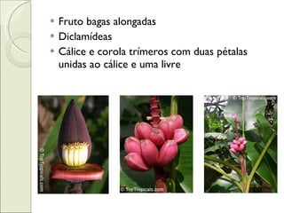 Fruto bagas alongadas Diclamídeas Cálice e corola trímeros com duas pétalas unidas ao cálice e uma livre 