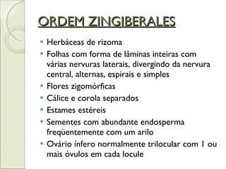 ORDEM ZINGIBERALES Herbáceas de rizoma Folhas com forma de lâminas inteiras com várias nervuras laterais, divergindo da nervura central, alternas, espirais e simples Flores zigomórficas Cálice e corola separados Estames estéreis Sementes com abundante endosperma freqüentemente com um arilo Ovário ínfero normalmente trilocular com 1 ou mais óvulos em cada locule 