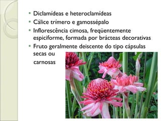 Diclamídeas e heteroclamídeas Cálice trímero e gamossépalo Inflorescência cimosa, freqüentemente espiciforme, formada por brácteas decorativas Fruto geralmente deiscente do tipo cápsulas secas ou  carnosas  