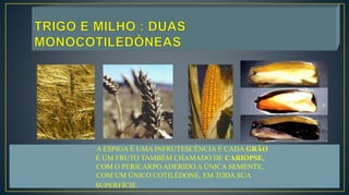 A ESPIGA É UMA INFRUTESCÊNCIA E CADA GRÃO
É UM FRUTO TAMBÉM CHAMADO DE CARIOPSE,
COM O PERICARPO ADERIDO A ÚNICA SEMENTE,
COM UM ÚNICO COTILÉDONE, EM TODA SUA
SUPERFÍCIE.
 