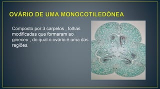 Composto por 3 carpelos , folhas
modificadas que formaram ao
gineceu , do qual o ovário é uma das
regiões.
 