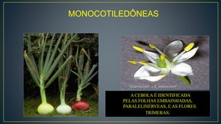 A CEBOLA É IDENTIFICADA
PELAS FOLHAS EMBAINHADAS,
PARALELINÉRVEAS, E AS FLORES
TRÍMERAS.
MONOCOTILEDÔNEAS
 