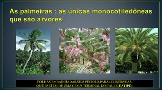 FOLHAS EMBAINHADAS,SEM PECÍOLO,PARALELINÉRVEAS,
QUE PARTEM DE UMA GEMA TERMINAL DO CAULE(ESTIPE).
 
