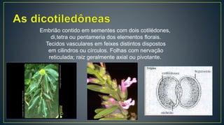 Embrião contido em sementes com dois cotilédones,
di,tetra ou pentameria dos elementos florais.
Tecidos vasculares em feixes distintos dispostos
em cilindros ou círculos. Folhas com nervação
reticulada; raiz geralmente axial ou pivotante.
 