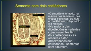 embrião
cotilédones
radícula
Semente com dois cotilédones
•O embrião é formado, na
maioria das sementes, dos
órgãos seguintes: plúmula
ou cotilédones, o hipocótilo,
e a radícula.
•Na maioria das
dicotiledôneas - plantas
cujas sementes têm
dois cotilédones - as
reservas estão
armazenadas nos
cotilédones - sementes
sem albúmem.
 