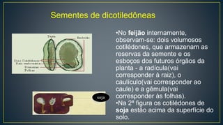 soja
Sementes de dicotiledôneas
•No feijão internamente,
observam-se: dois volumosos
cotilédones, que armazenam as
reservas da semente e os
esboços dos futuros órgãos da
planta - a radícula(vai
corresponder à raiz), o
caulículo(vai corresponder ao
caule) e a gêmula(vai
corresponder às folhas).
•Na 2ª figura os cotilédones de
soja estão acima da superfície do
solo.
 