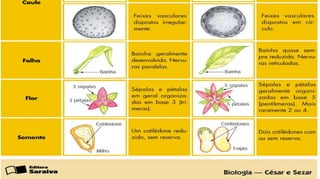 Monocotiledôneas Dicotiledôneas
 