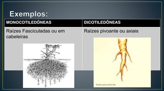 MONOCOTILEDÔNEAS DICOTILEDÔNEAS
Raízes Fasciculadas ou em
cabeleiras
Raízes pivoante ou axiais
 