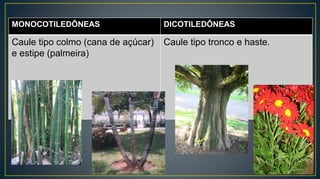 MONOCOTILEDÔNEAS DICOTILEDÔNEAS
Caule tipo colmo (cana de açúcar)
e estipe (palmeira)
Caule tipo tronco e haste.
 