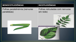 MONOCOTILEDÔNEAS DICOTILEDÔNEAS
Folhas paralelinérvia (nervuras
paraleleas)
Folhas reticuladas com nervuras
em rede)
 