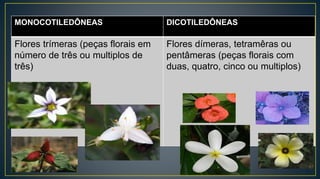 MONOCOTILEDÔNEAS DICOTILEDÔNEAS
Flores trímeras (peças florais em
número de três ou multiplos de
três)
Flores dímeras, tetramêras ou
pentâmeras (peças florais com
duas, quatro, cinco ou multiplos)
 